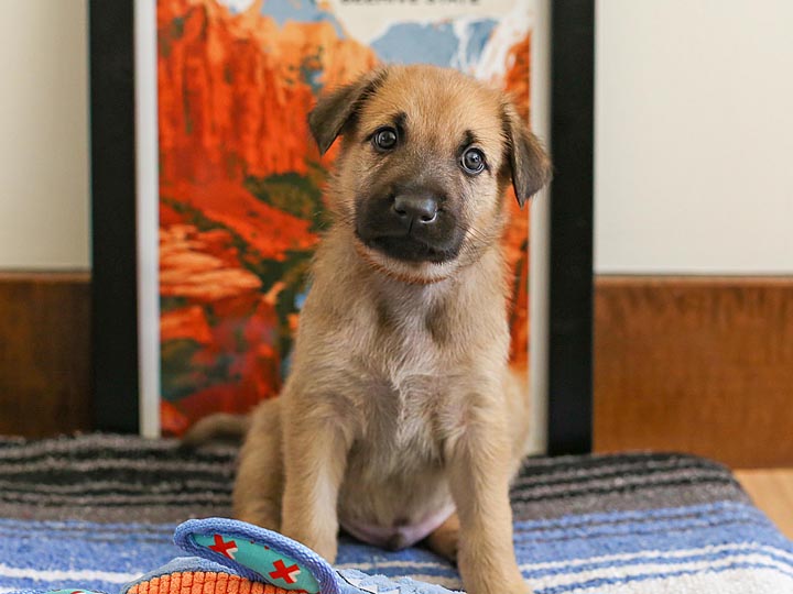chinook puppy